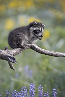 Baby Animals Prints: 27199_work