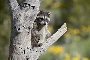 Baby Animals Prints: 27202_work