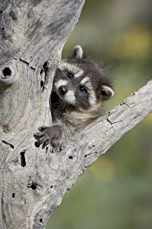 Baby Animals Prints: 27203_work