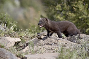 Baby Animals Prints: 27204_work