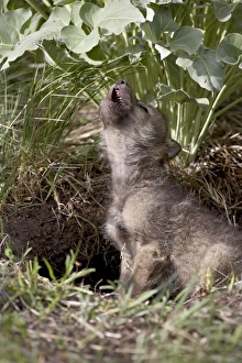 Baby Animals Prints: 27232_work