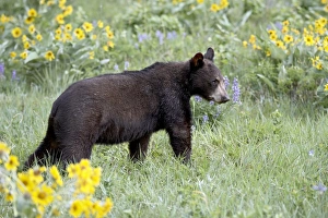 Black Bears Prints: 27240_work_crop46