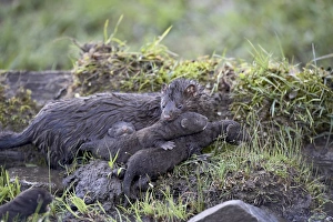 Baby Animals Prints: 27258_work