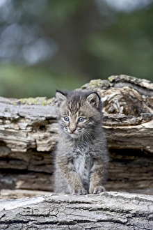 Lynx Lynx Prints: 27479_work