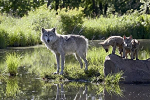 Baby Animals Prints: 27524_work