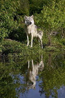 Wolf Prints: 27551_work