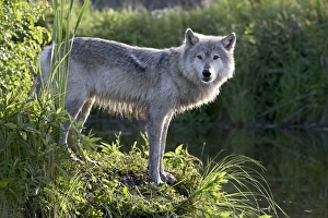 Wolf Prints: 27555_work