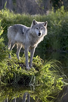 Wolf Prints: 27556_work