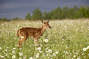 Baby Animals Prints: 27569_work