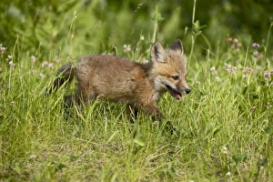 Baby Animals Prints: 27623_work