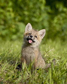 Baby Animals Prints: 27631_work_crop