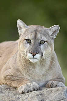 Big Cats Prints: 27645_work