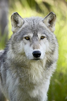 Wolf Prints: 27664_work