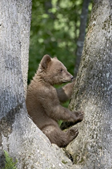 Baby Animals Prints: 27697_work