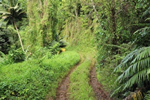 Rain Forest Prints: 4WD track, Tupapa Valley, Rarotonga, Cook Islands, South Pacific Ocean, Pacific