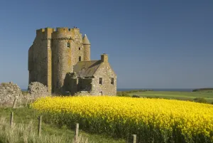 Rape Prints: Abandoned castle in a field of rapeseed, near Banff, Scotland, United Kingdom, Europe