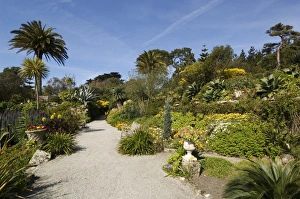 The Abbey Gardens, Tresco, Isles of Scilly, off Cornwall, United Kingdom, Europe