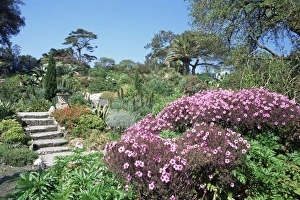Abbey Gardens, Tresco, Scilly Isles, United Kingdom, Europe