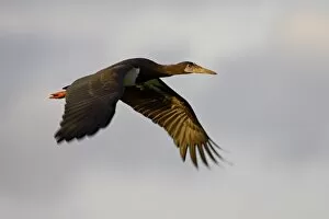 Images Dated 12th February 2007: Abdims Stork (Ciconia abdimii) in flight, Serengeti National Park