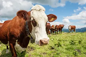 Pastoral Prints: Abondance cows grazing on Semnoz Mountain in the Bauges range