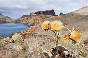 Abra Prints: Abra Bay, Sao Lourenco peninsula, Madeira island, Atlantic Ocean, Portugal