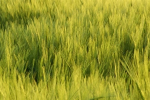 Search Results: Abstract close-up of young wheat crop