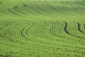 Search Results: Abstract landscape of a green field