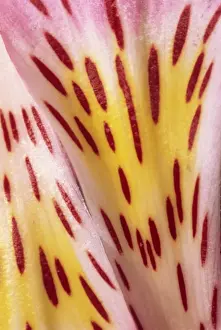 Petal Prints: Abstract patterns and designs of the flower petals of a pink alstromeria