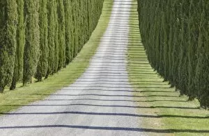 Images Dated 12th May 2009: Abstract view of cypress trees and their shadows across gravel road, near Pienza