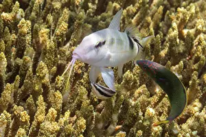 Three Animals Prints: Abundant marine life in the clear waters off Bangka Island