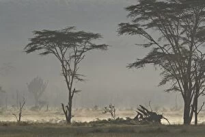 Acacia and euphorbia Trees, Lake Nakuru National Park, Kenya, East Africa, Africa