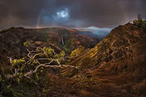Kauai Prints: An Acacia Koa tree reaches out over the Waimea Canyon as a faint sunset rainbow stretches