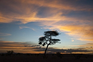 Tsavo Prints: An acacia at sunset, Tsavo, Kenya, East Africa, Africa