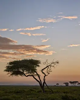 Acacia tree and clouds at dawn, Ngorongoro Conservation Area, UNESCO World Heritage Site