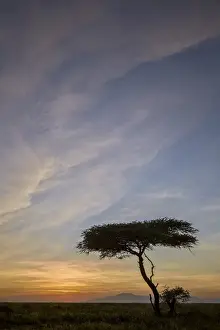 Serengeti Prints: Acacia tree and clouds at sunrise
