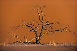 Orange Colour Prints: Acacia tree in front of Dune 45 in the Namib Desert at sunset
