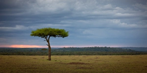 Masai Mara Prints: Acacia tree, Masai Mara, Kenya, East Africa, Africa