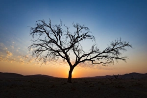 One Object Prints: Acacia tree near Dune 45 in the Namib Desert at sunset, Sossusvlei, Namin-Naukluft Park