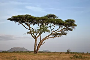 Tanzania Prints: Acacia tree, Serengeti National Park, Tanzania, East Africa, Africa
