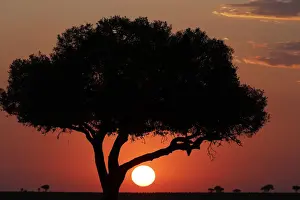 Masai Mara Prints: Acacia tree silhouette at sunset, Masai Mara National Park, Kenya, East Africa, Africa