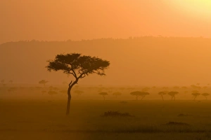 Acacia tree at sunset