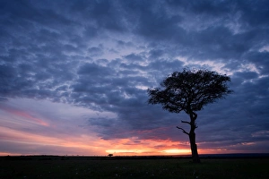 Masai Mara Prints: Acacia tree at sunset, Masai Mara, Kenya, East Africa, Africa