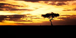Masai Mara Prints: Acacia Tree at sunset, Masai Mara, Kenya, Africa