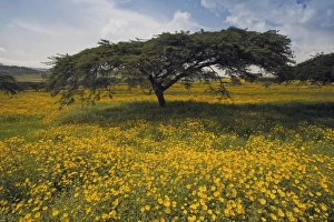 Wild Flower Prints: Acacia tree and yellow Meskel flowers in bloom after the rains, Green fertile fields