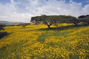 Acacia tree and yellow Meskel flowers in bloom after the rains, Green fertile fields