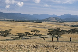 Acacia Prints: Acacia trees on high grasslands in front of Bale Mountains, Southern Highlands
