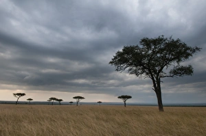 Game Reserve Prints: Acacia trees, Masai Mara National Reserve, Kenya, East Africa, Africa