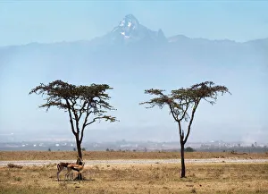 Mount Kenya Prints: Acacia trees with Mount Kenya on Ol Pejeda Conservancy, Central Kenya, East Africa