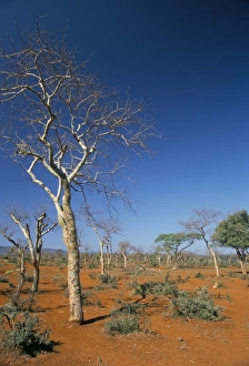 Southern Highlands Prints: Acacia trees on red soils, near Goba, Southern Highlands, Ethiopia, Africa