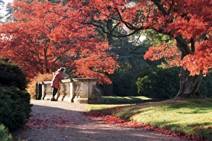 Acer Prints: Acer palmatum atropurpureum tree, Sheffield Park Gardens, East Sussex, England